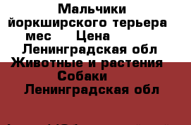 Мальчики йоркширского терьера 2 мес.  › Цена ­ 7 500 - Ленинградская обл. Животные и растения » Собаки   . Ленинградская обл.